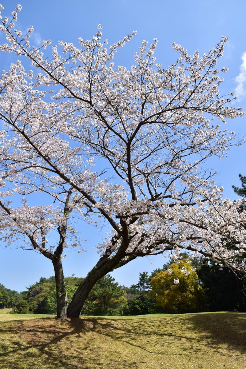 若松の桜2026